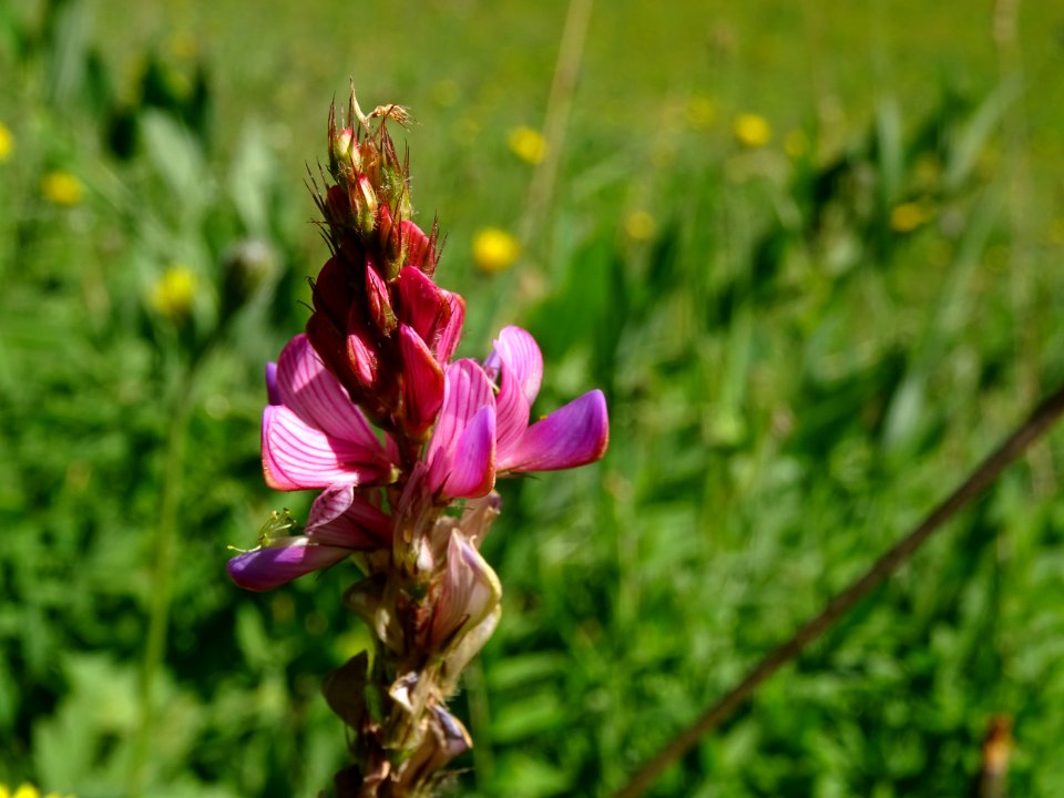 Esparcette des montagnes ou Sainfoin des Alpes, Onobrychis… 