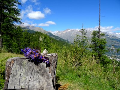 Fleurs séchées sur une souche, au col de la Pousterle 