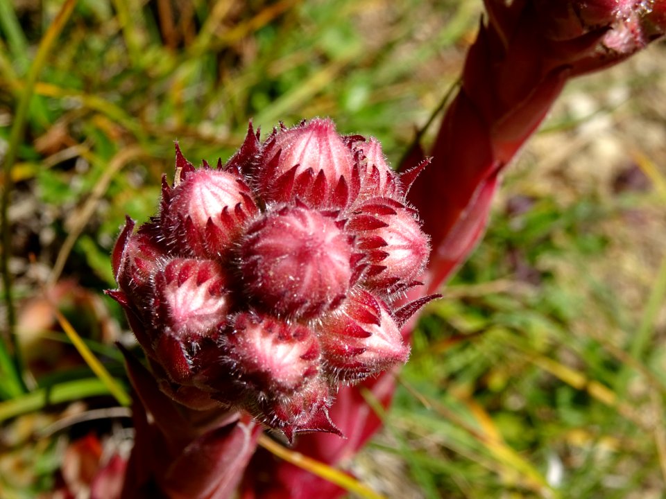 Joubarbe du calcaire, Sempervivum calcareum, Crassulacées 