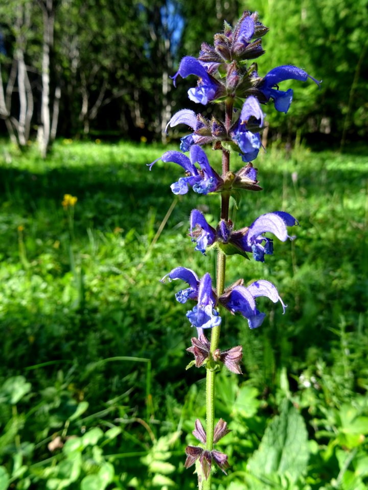 Sauge des prés, Salvia pratensis, Lamiacées 