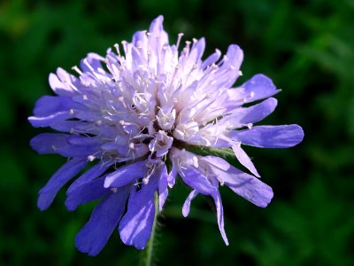 Knautie des champs, Knautia arvensis, Caprifoliacées 
