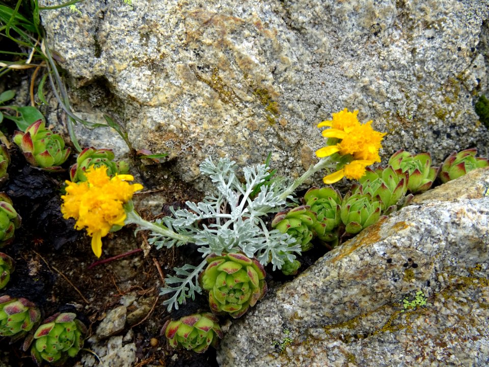 Sénéçon blanchâtre, Jacobaea incana subsp. incana = Seneci… 