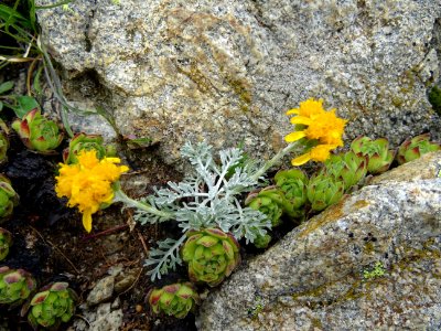 Sénéçon blanchâtre, Jacobaea incana subsp. incana = Seneci… 