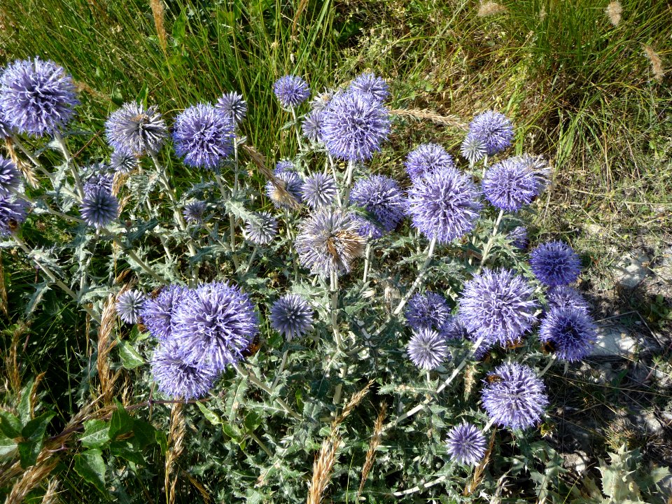 Azurite ou oursin bleu, Echinops ritro, Astéracées 