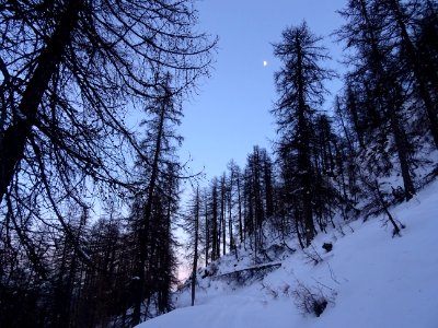 Mélèzes et la lune photo