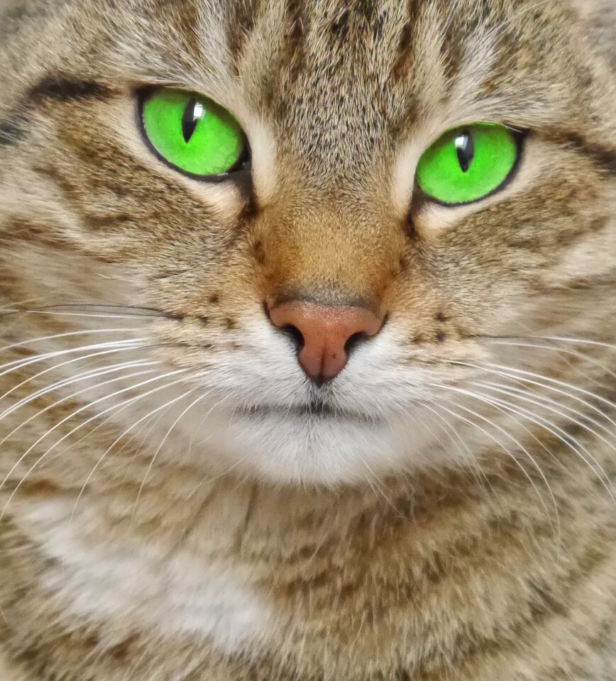 Mackerel domestic cat attention