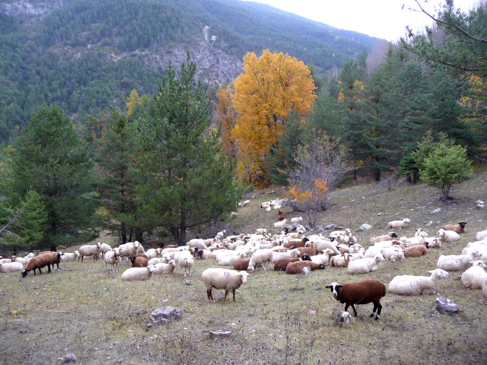 Moutons sous le hameau du Lauzet 