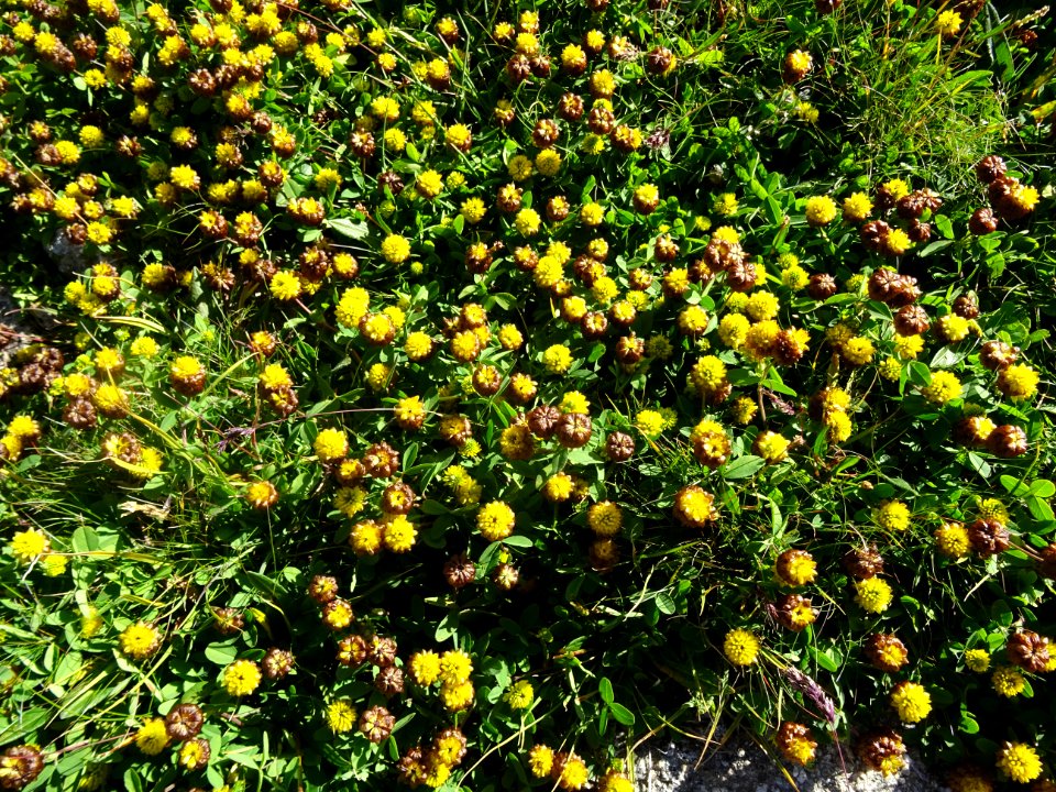 Trèfle bai ou Trèfle brun, Trifolium badium, Fabacées 