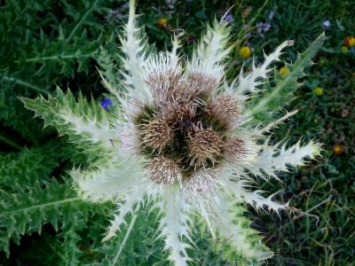 Cirse très épineux, Cirsium spinosissimum, Astéracées 