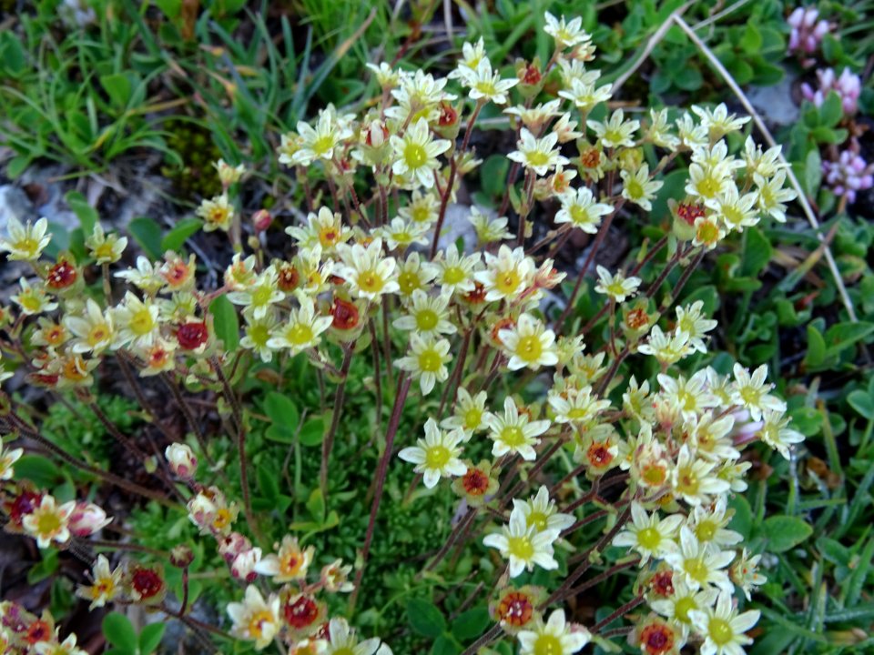 Saxifrage musquée, Saxifraga moschata, Saxifragacées 