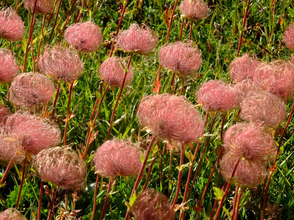 Fructifications de Benoîte rampante, Geum reptans, Rosacée… 