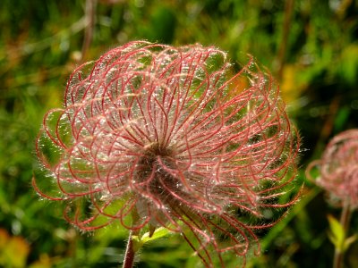 Fructification de Benoîte rampante, Geum reptans, Rosacées… 
