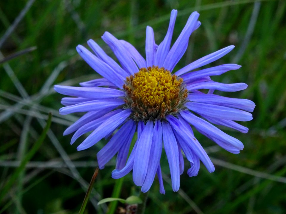 Aster des Alpes, Aster alpinus, Astéracées 