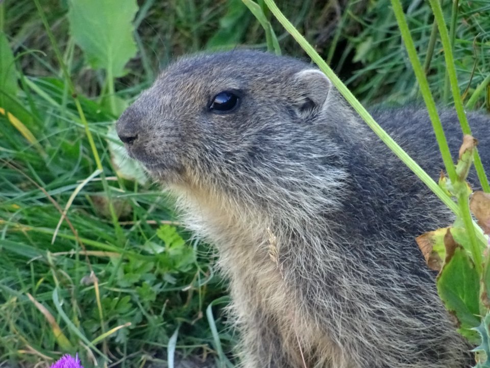 Une jeune marmotte, que j'ai eu la chance d'approcher à 3 … 
