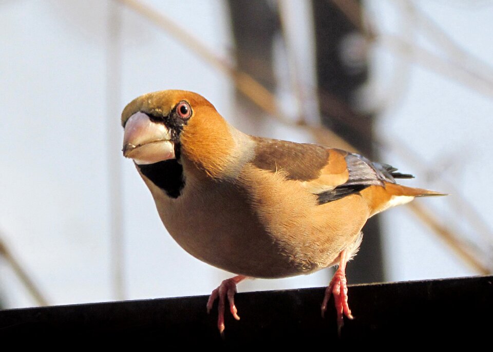 Colorful beak wintering in bulgaria