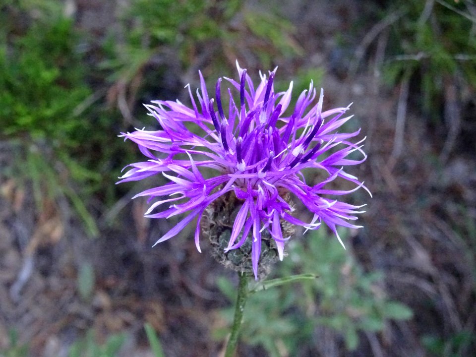 Centaurée scabieuse, Centaurea scabiosa subsp. scabiosa, A… 