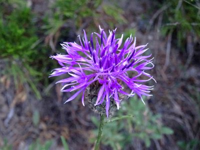 Centaurée scabieuse, Centaurea scabiosa subsp. scabiosa, A… 