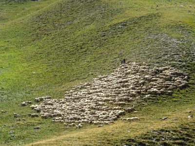 La bergère, le berger et le troupeau de moutons, près de l… 