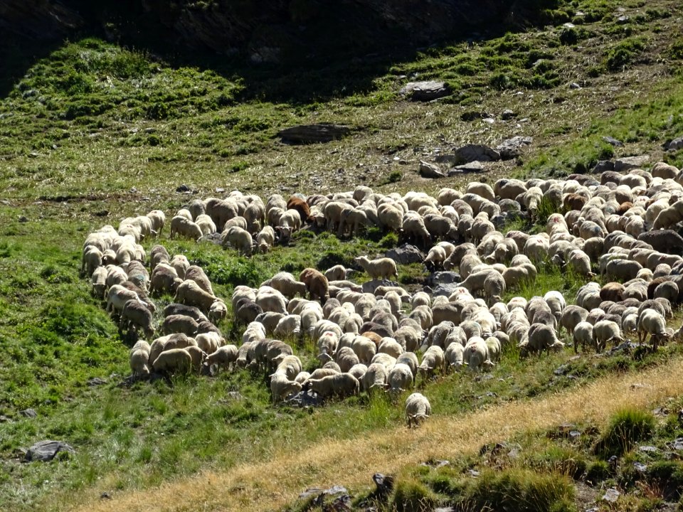 Le troupeau de moutons, près de la bergerie, Les Coutiers 