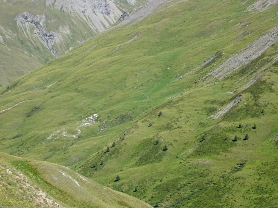 Prairies, pierriers et mélèzes 