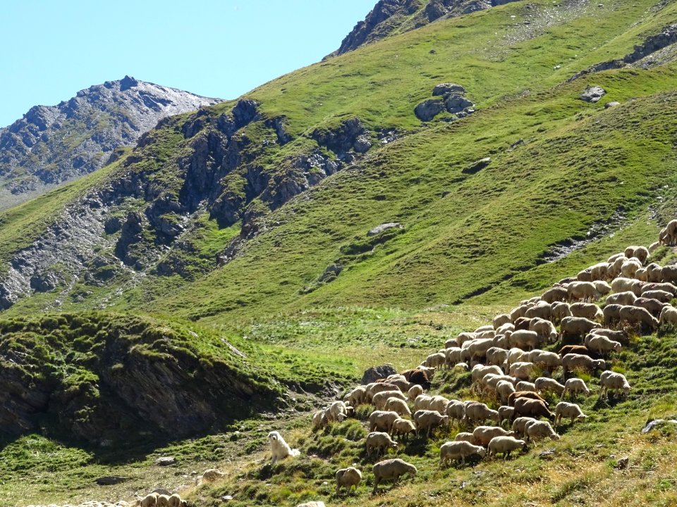 Le troupeau de moutons, près de la bergerie, Les Coutiers 