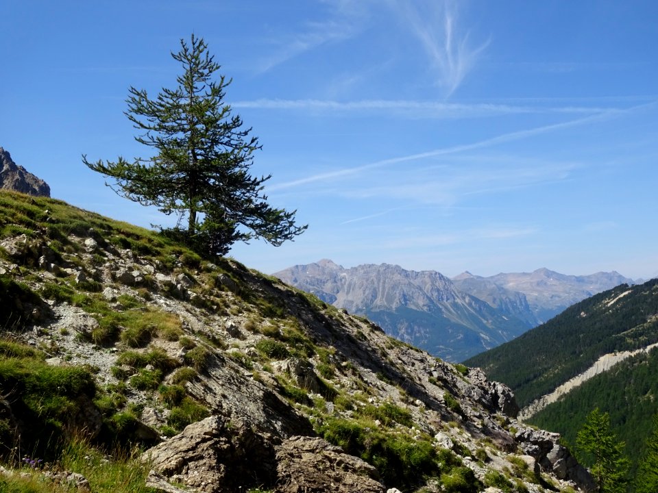Un mélèze et la Tête de Vautisse, droit devant, tout au fo… 