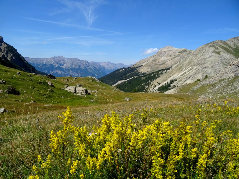 Une prairie envahie de Gaillet jaune, Galium verum, Rubiac… 
