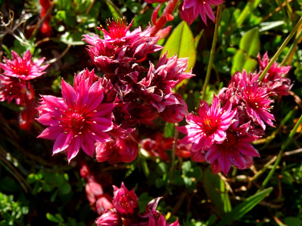 Joubarbe des montagnes, Sempervivum montanum, Crassulacées… 