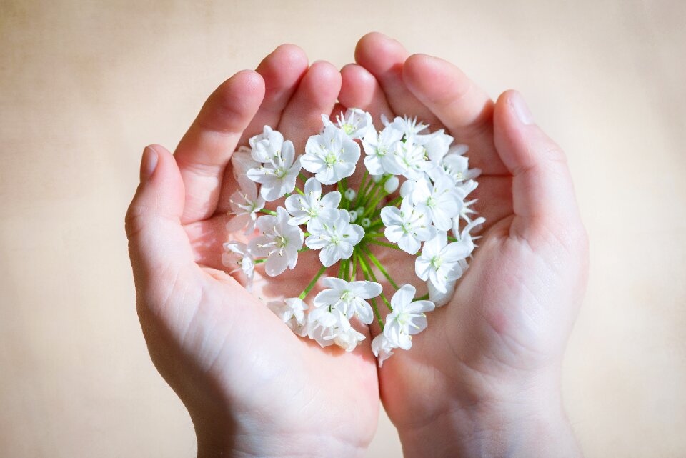 White white flowers leek flower