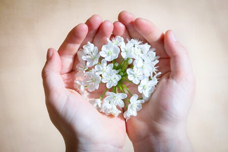 White white flowers leek flower