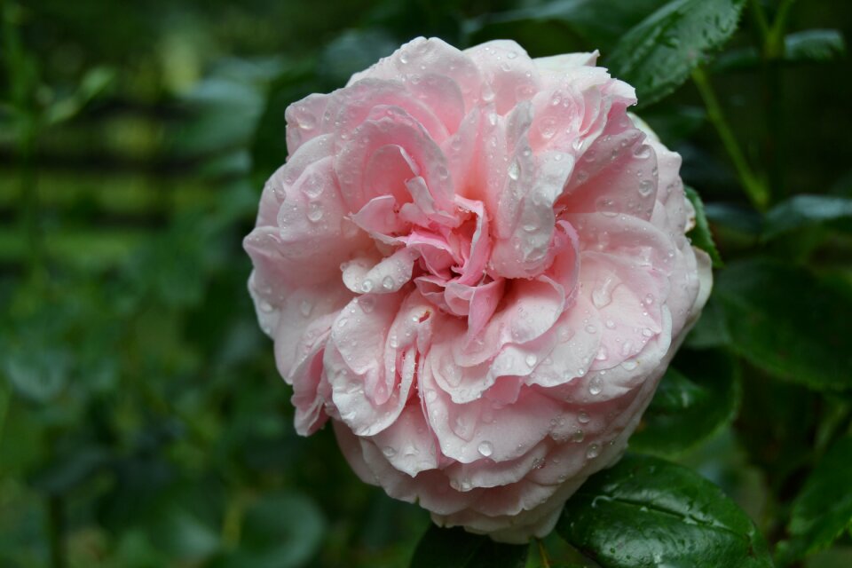 Rosa rain wet