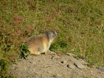 Une marmotte prudente, prête à rentrer dans son terrier 