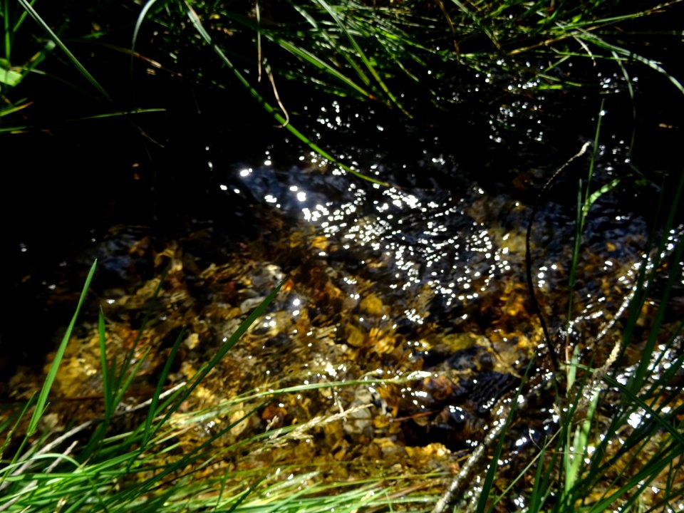 Herbes le long du ruisseau 