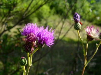 Cirse de Montpellier, Cirsium monspessulanum, Astéracées 