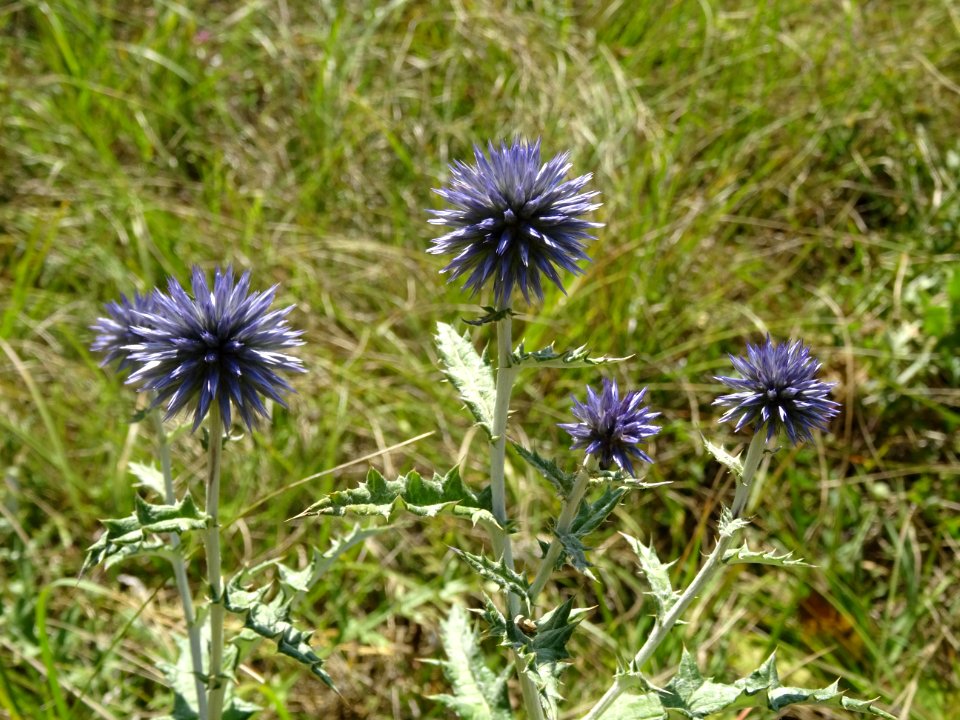 Azurite ou oursin bleu, Echinops ritro, Astéracées 