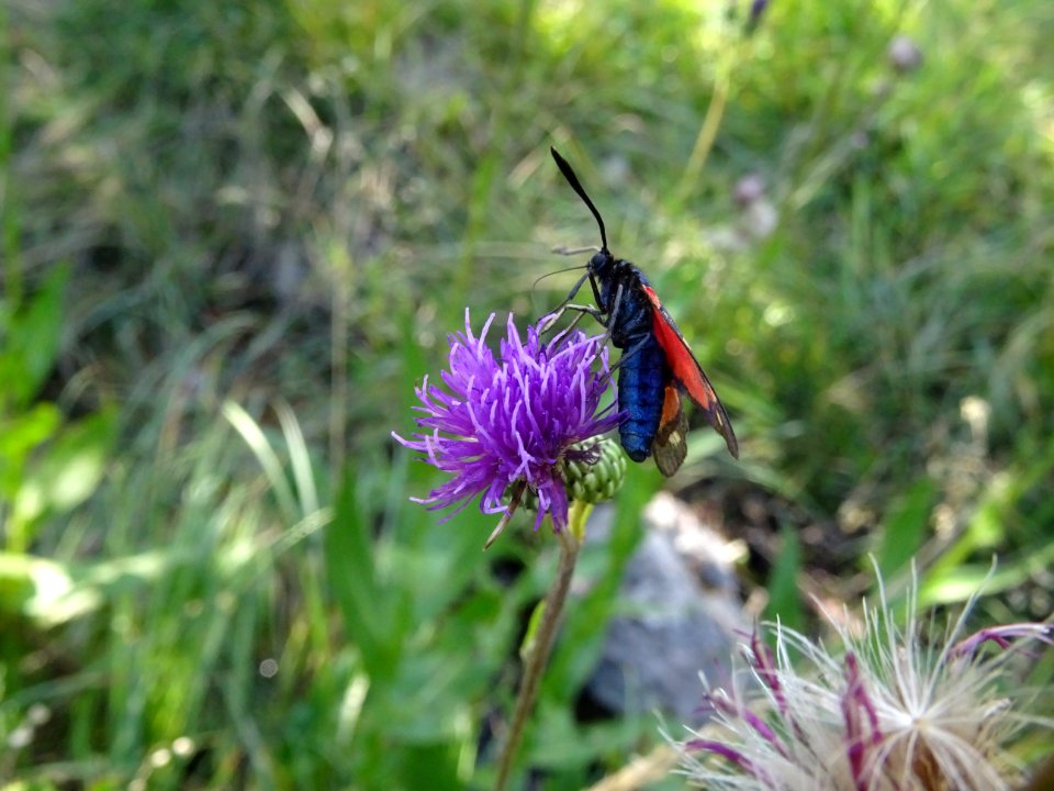 Cirse de Montpellier, Cirsium monspessulanum, Astéracées 