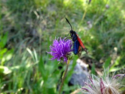 Cirse de Montpellier, Cirsium monspessulanum, Astéracées 