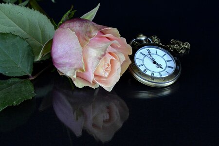 Flower rose bloom gypsophila