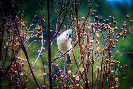Wildlife ornithology flying