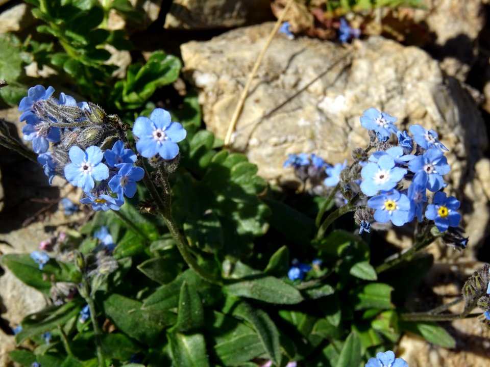 Myosotis des Alpes, Myosotis alpestris, Boraginacées 