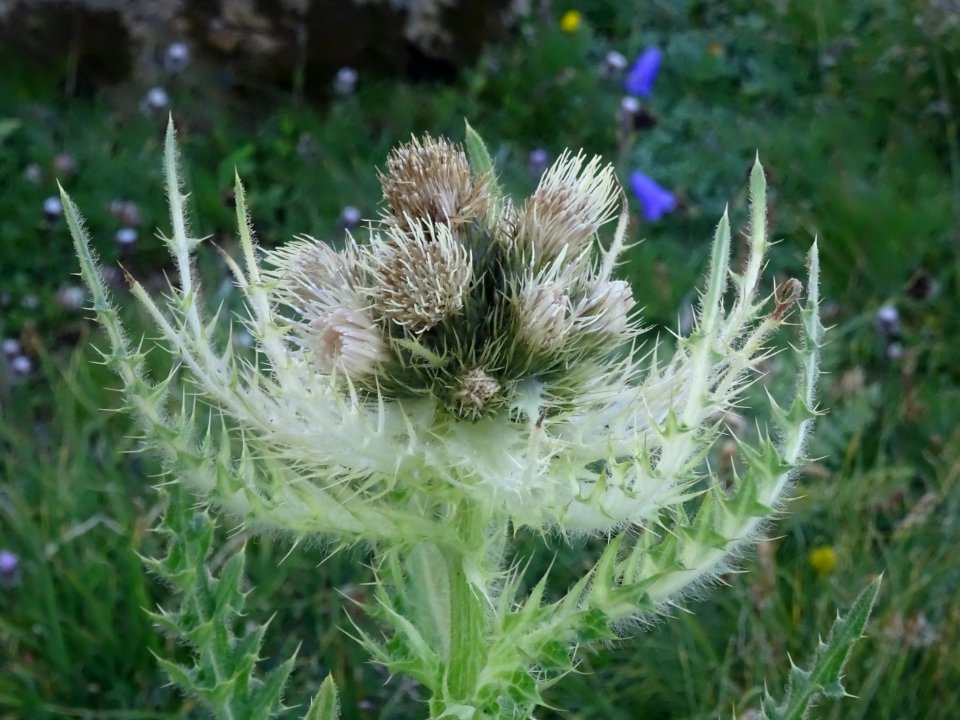 Cirse très épineux, Cirsium spinosissimum, Astéracées 