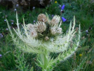 Cirse très épineux, Cirsium spinosissimum, Astéracées 