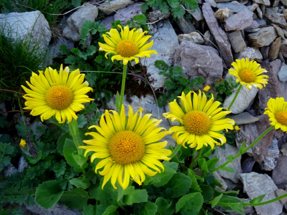 Doronic à grandes fleurs, Doronicum grandiflorum, Astéracé… 
