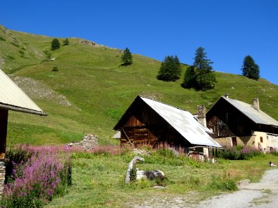 Epilobes et anciens chalets aux toits métalliques, Les Fon… 