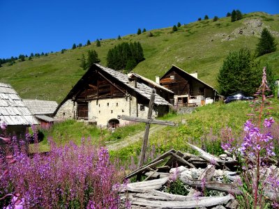 Epilobes et anciens chalets aux toits de bardeaux de bois,… 