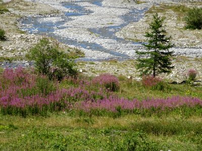 Epilobes et le torrent de la Cerveyrette 