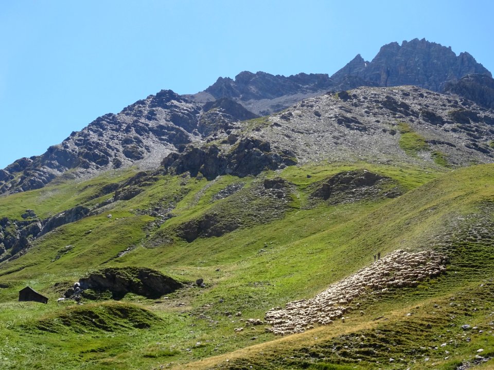 Le troupeau de moutons, près de la bergerie, Les Coutiers 