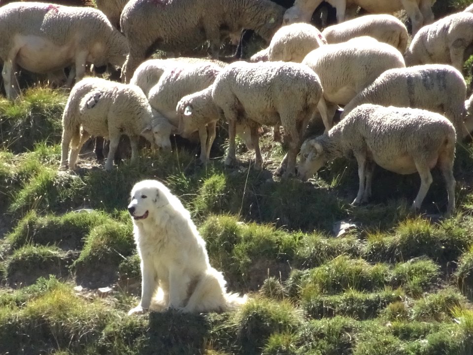Le patou garde le troupeau de moutons, près de la bergerie… 