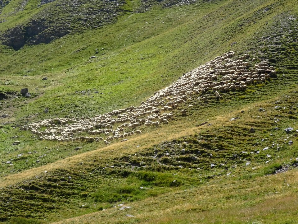Le troupeau de moutons, près de la bergerie, Les Coutiers 