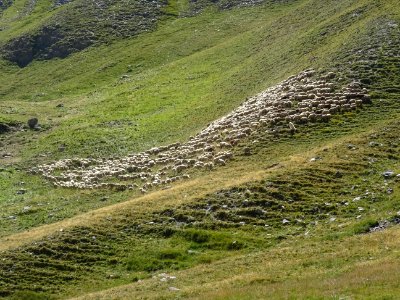 Le troupeau de moutons, près de la bergerie, Les Coutiers 